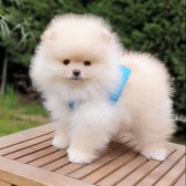 Pomeranian Boo Orjinal Yavrularımız