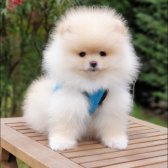 Pomeranian Boo Orjinal Yavrularımız