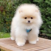 Pomeranian Boo Orjinal Yavrularımız