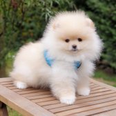 Pomeranian Boo Orjinal Yavrularımız