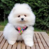 Pomeranian Boo Orjinal Yavrularımız