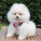 Pomeranian Boo Orjinal Yavrularımız