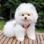 Pomeranian Boo Orjinal Yavrularımız