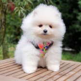 Pomeranian Boo Orjinal Yavrularımız