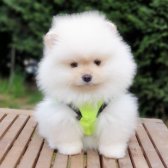 Pomeranian Boo Orjinal Yavrularımız