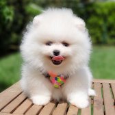 Pomeranian Boo Orjinal Yavrularımız