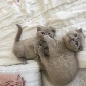 Scottish Fold & Brithish Shorthir