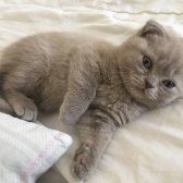 Scottish Fold & Brithish Shorthir