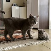 Scottish Fold & Brithish Shorthir