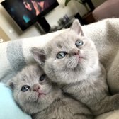 Scottish Fold & Brithish Shorthir