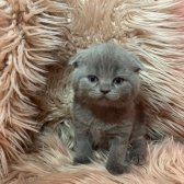 A Kalite Scottish Fold Blue Point