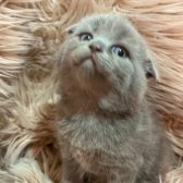 A Kalite Scottish Fold Blue Point