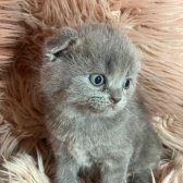 A Kalite Scottish Fold Blue Point