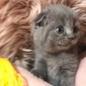 A Kalite Scottish Fold Blue Point