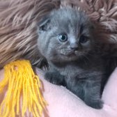 A Kalite Scottish Fold Blue Point