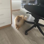 5 Aylık Safkan Pomeranian Boo Yavruma Sıcak Bir Yuva Arıyorm