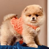 5Aylık Dişi Pomeranian Boo