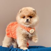 5Aylık Dişi Pomeranian Boo