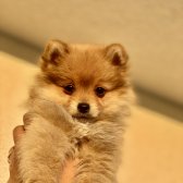 5Aylık Dişi Pomeranian Boo