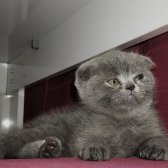 1Dişi 1Erkek Safkan Scottish Fold