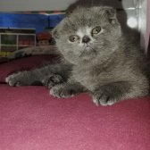 1Dişi 1Erkek Safkan Scottish Fold