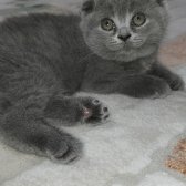 1Dişi 1Erkek Safkan Scottish Fold