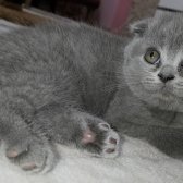 1Dişi 1Erkek Safkan Scottish Fold