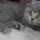 1Dişi 1Erkek Safkan Scottish Fold