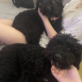 Siyah Erkek Toy Poodle Yavrularımız Yeni Yuvasını Bekliyor