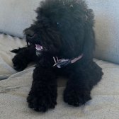 Siyah Erkek Toy Poodle Yavrularımız Yeni Yuvasını Bekliyor