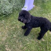 Siyah Erkek Toy Poodle Yavrularımız Yeni Yuvasını Bekliyor