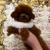 Toy Poodle Yavrularımız Her Renk Ve Boyut Irk Garantili