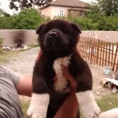 American Akita