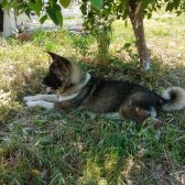 American Akita