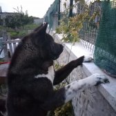 American Akita