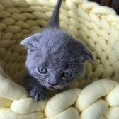 Gri British Shorthair Ve  Scottish Fold Bebekler Yeni Ailelerini Arıyorlar