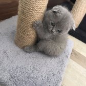 Gri British Shorthair Ve  Scottish Fold Bebekler Yeni Ailelerini Arıyorlar