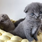 Gri British Shorthair Ve  Scottish Fold Bebekler Yeni Ailelerini Arıyorlar