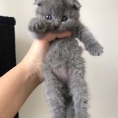 Gri British Shorthair Ve  Scottish Fold Bebekler Yeni Ailelerini Arıyorlar