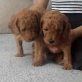 Uygun Toy Poodle