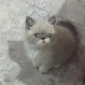 3 Aylık Safkan Exotic Shorthair