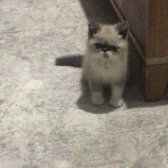 3 Aylık Safkan Exotic Shorthair