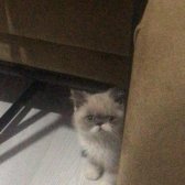 3 Aylık Safkan Exotic Shorthair