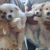 50 Günlük Dişi Erkek Karışık Pomeranian Spitz Yavrular