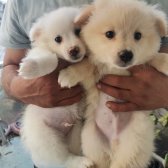 50 Günlük Dişi Erkek Karışık Pomeranian Spitz Yavrular