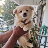 50 Günlük Dişi Erkek Karışık Pomeranian Spitz Yavrular