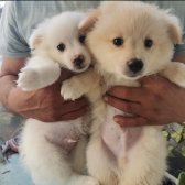 50 Günlük Dişi Erkek Karışık Pomeranian Spitz Yavrular