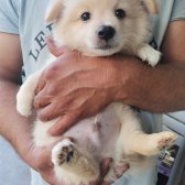 50 Günlük Dişi Erkek Karışık Pomeranian Spitz Yavrular