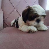 2 Aylık Secereli,aşıları Veterinerde Yapılan Güzel Shih Tzu Yavrularım