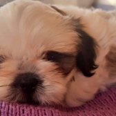 2 Aylık Secereli,aşıları Veterinerde Yapılan Güzel Shih Tzu Yavrularım